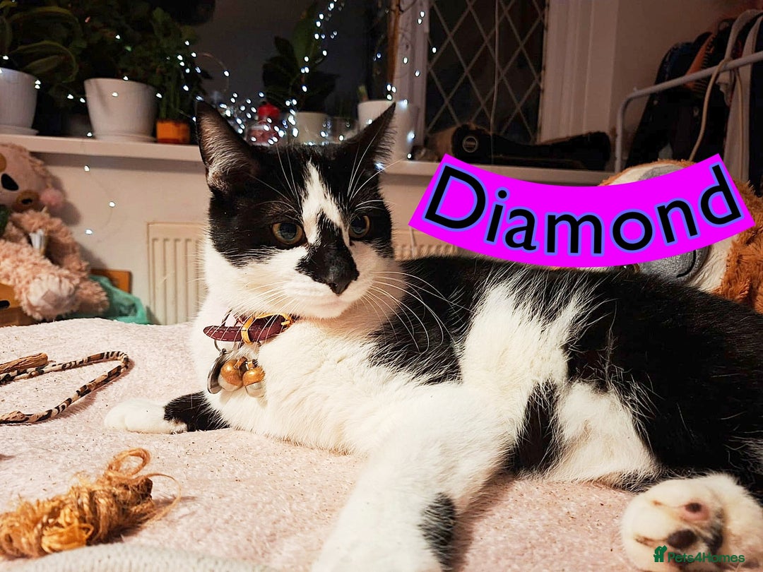 Mixed Breed cats for sale: Free to a Loving Home 2 Cats& 1 Kitten-Swansea - Advert 17