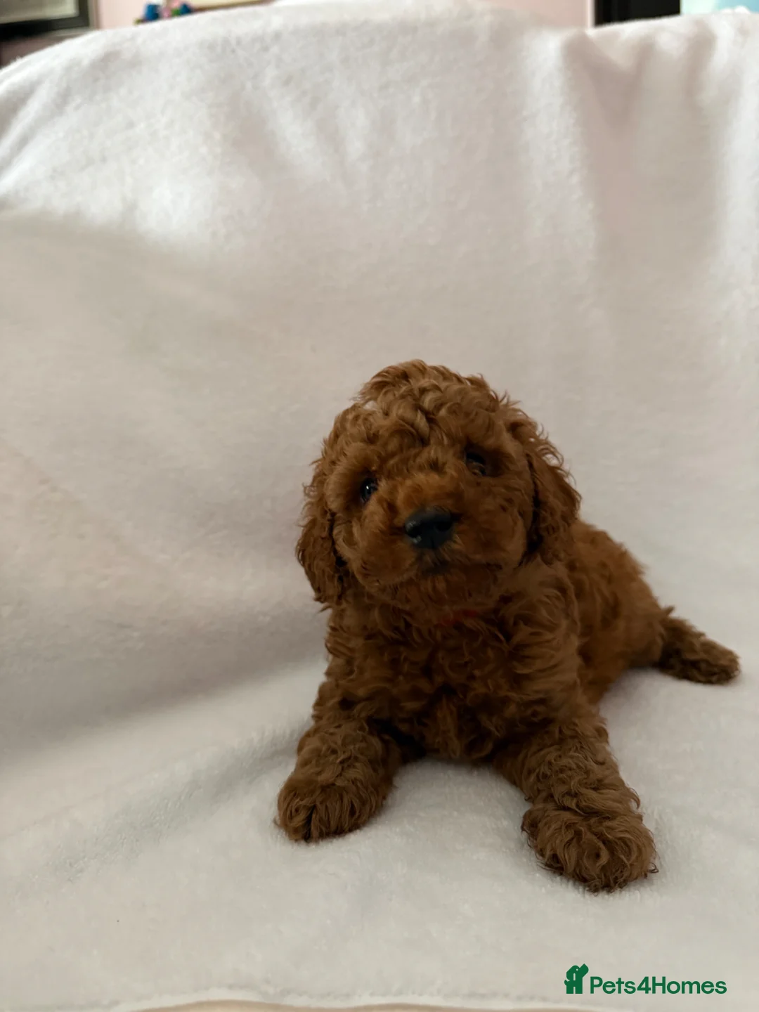 Toy Poodle dogs for sale: Two Red Toy Poodles  in Milton Keynes - Advert 3