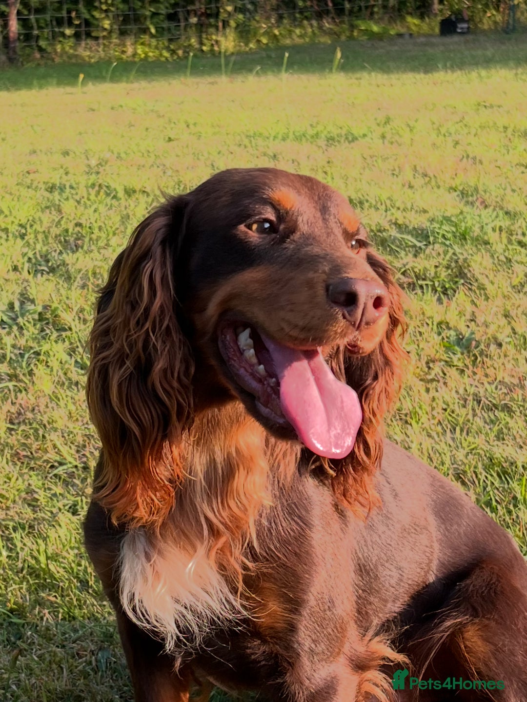 Cocker Spaniel dogs for stud: HEALTH TESTED KC COCKER SPANIEL FOR STUD - Image 2