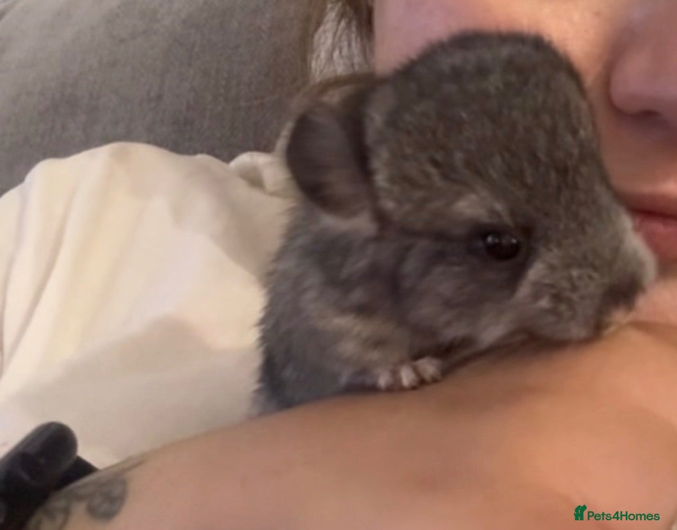 Chinchilla rodents Mixed baby chinchillas for sales - Advert 4