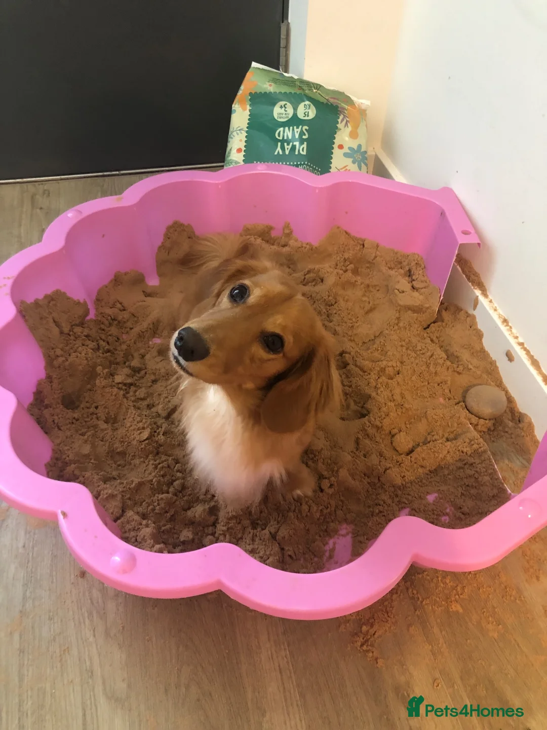 Miniature Dachshund dogs for stud: Beautiful Archie ready for stud  - Advert 7
