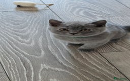 British Shorthair cats for sale: British Blue Shorthair - Image 21