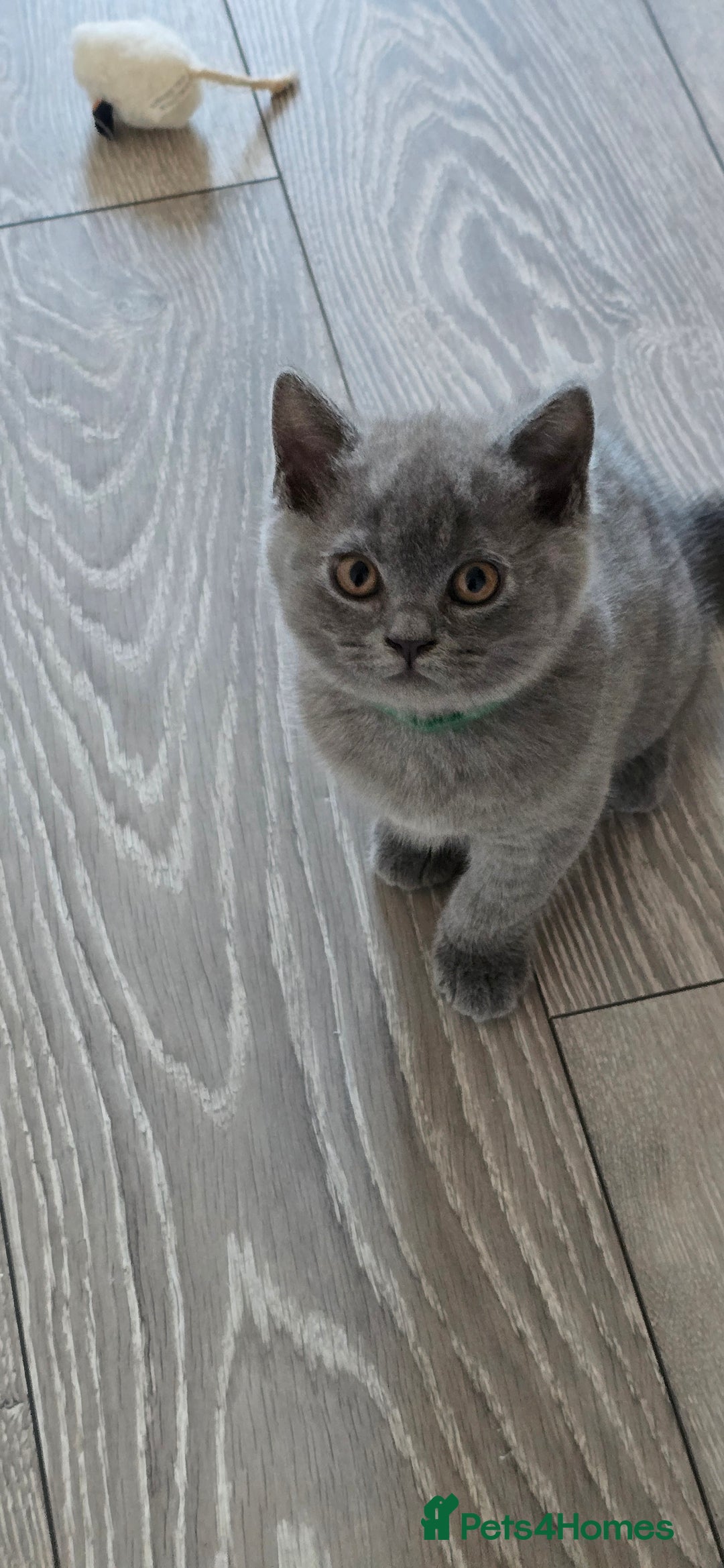 British Shorthair cats for sale: British Blue Shorthair - Image 21