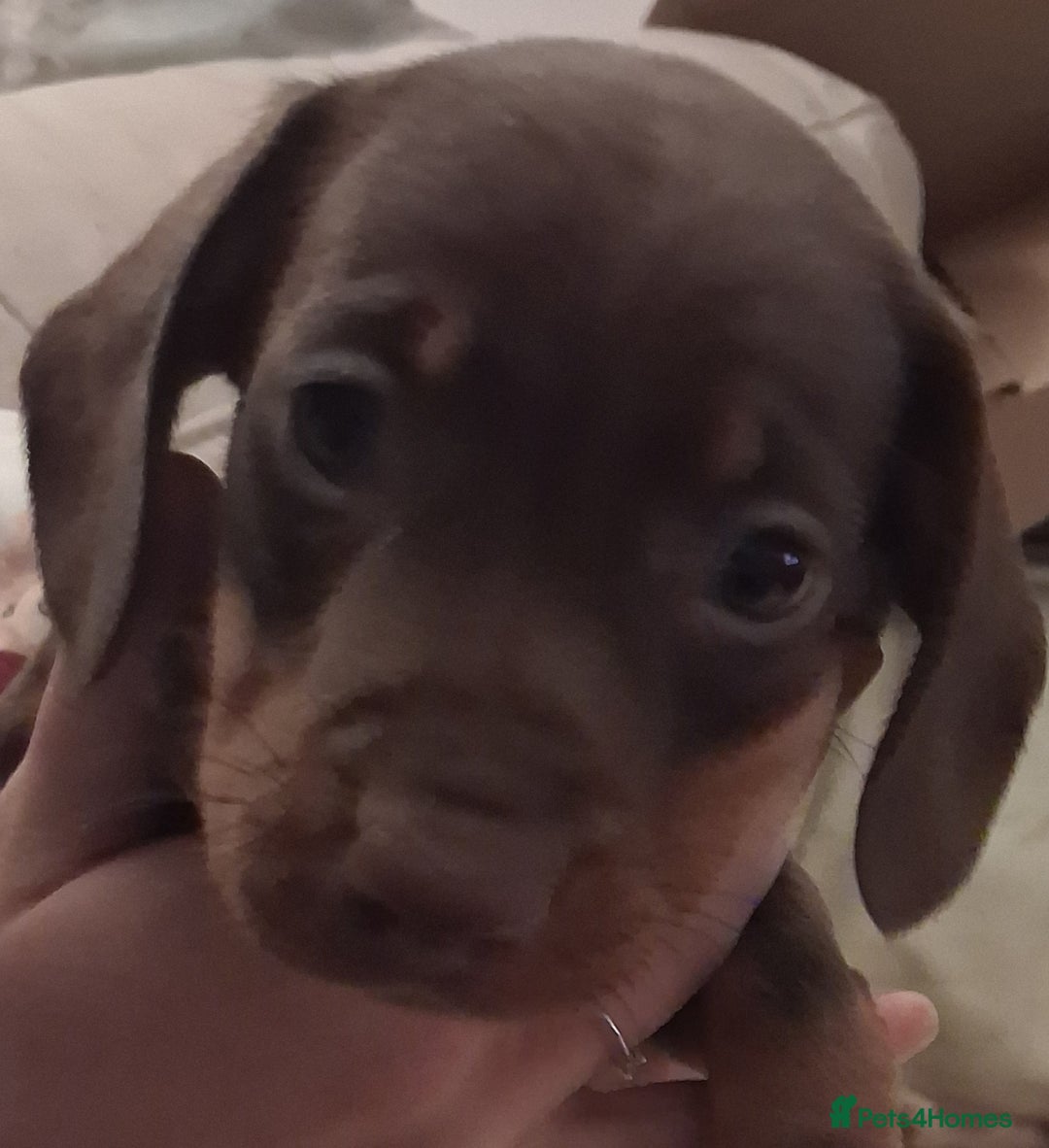 Dachshund dogs for sale: Mini dachshund for sale  - Advert 3