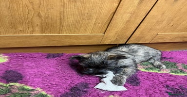 Cairn Terrier dogs - Advert 2
