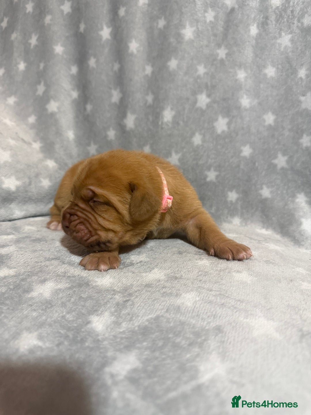 Dogue De Bordeaux dogs for sale: Beautiful Dogue De Bordeaux Puppies - Advert 4