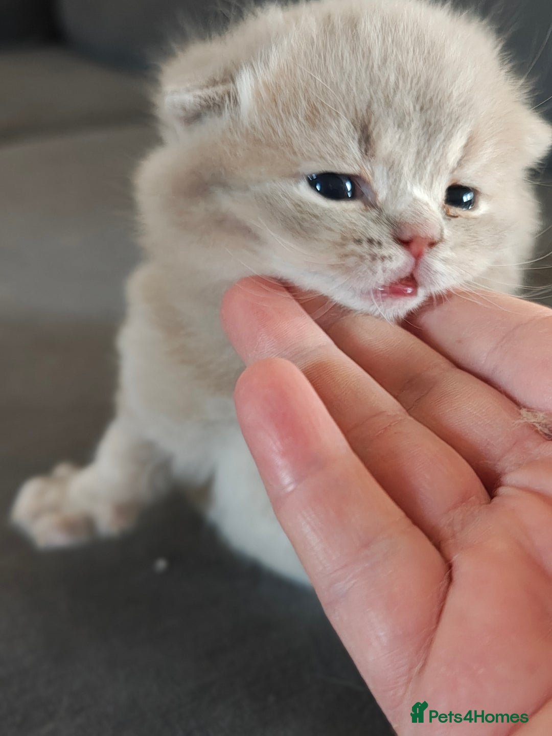 British Shorthair cats for sale: British Shorthair and Longhair  GCCF registered  - Advert 4