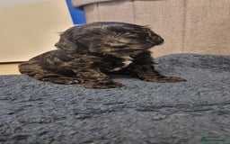 Cockapoo dogs for sale: 3 Beautiful F1B Cockapoo's left  in Brighouse - Image 31