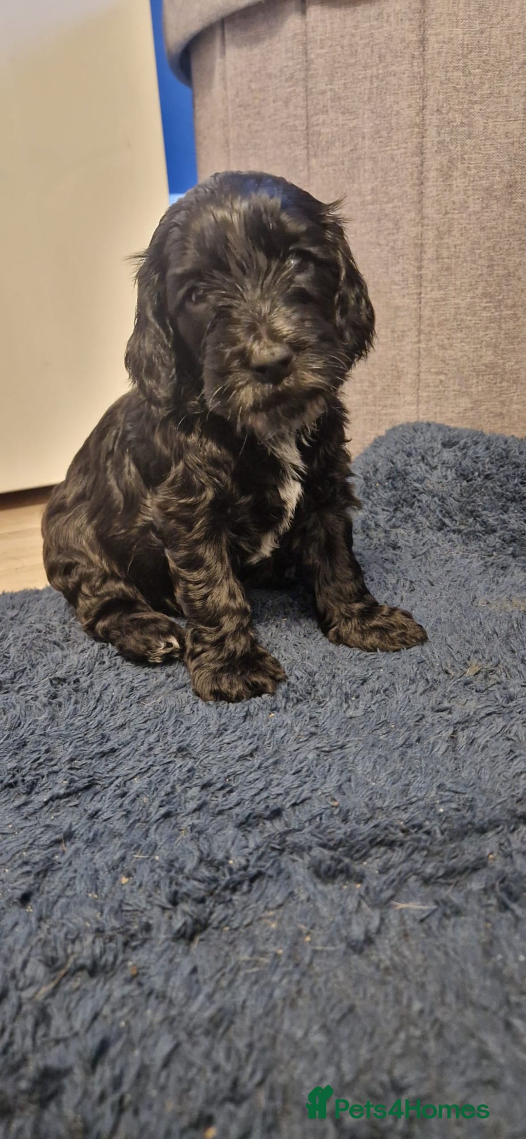 Cockapoo dogs for sale: 3 Beautiful F1B Cockapoo's left  in Brighouse - Image 31