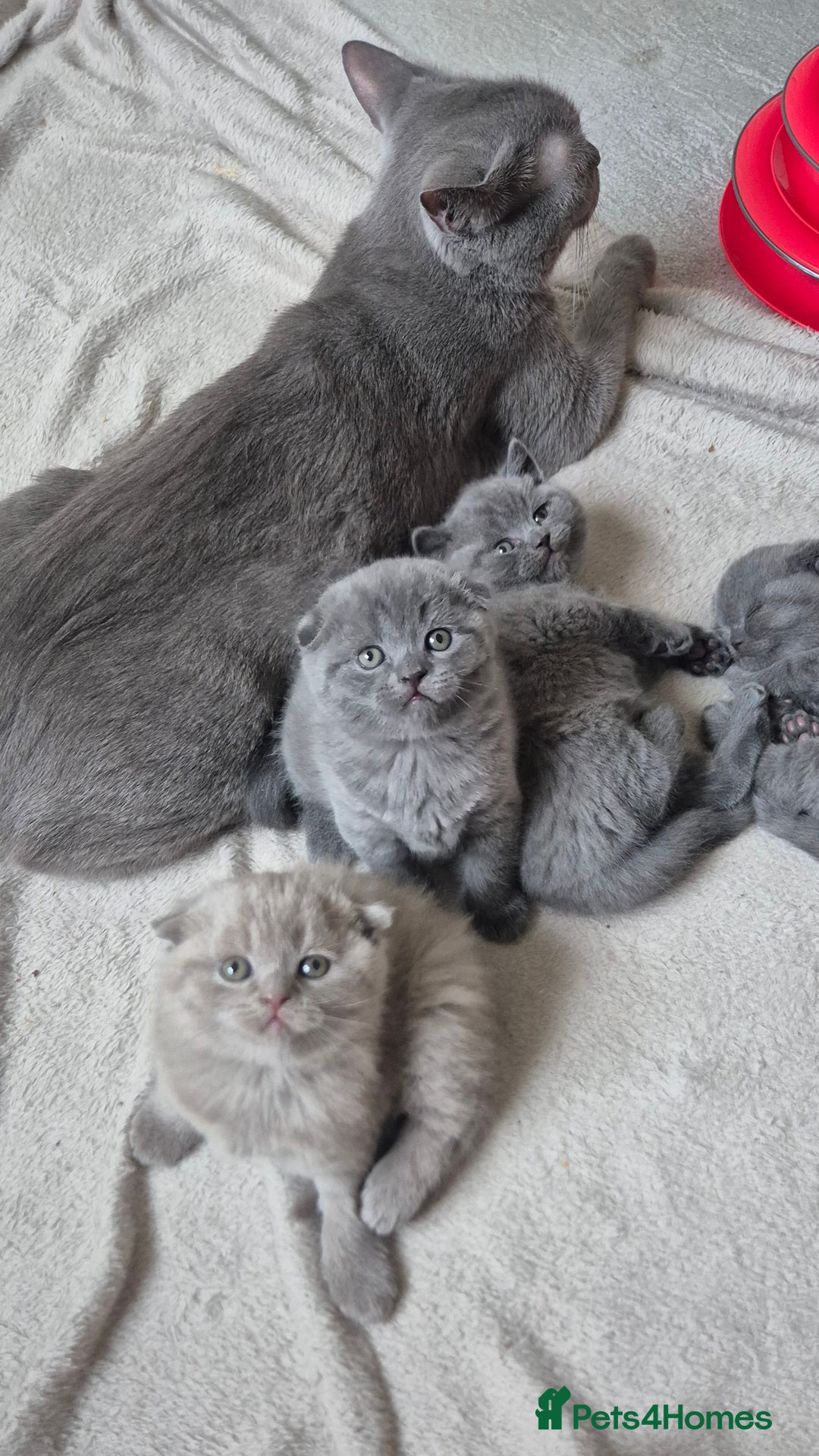 Scottish Fold cats for sale: Scottish fold/straight, lilac and grey colour  - Advert 11