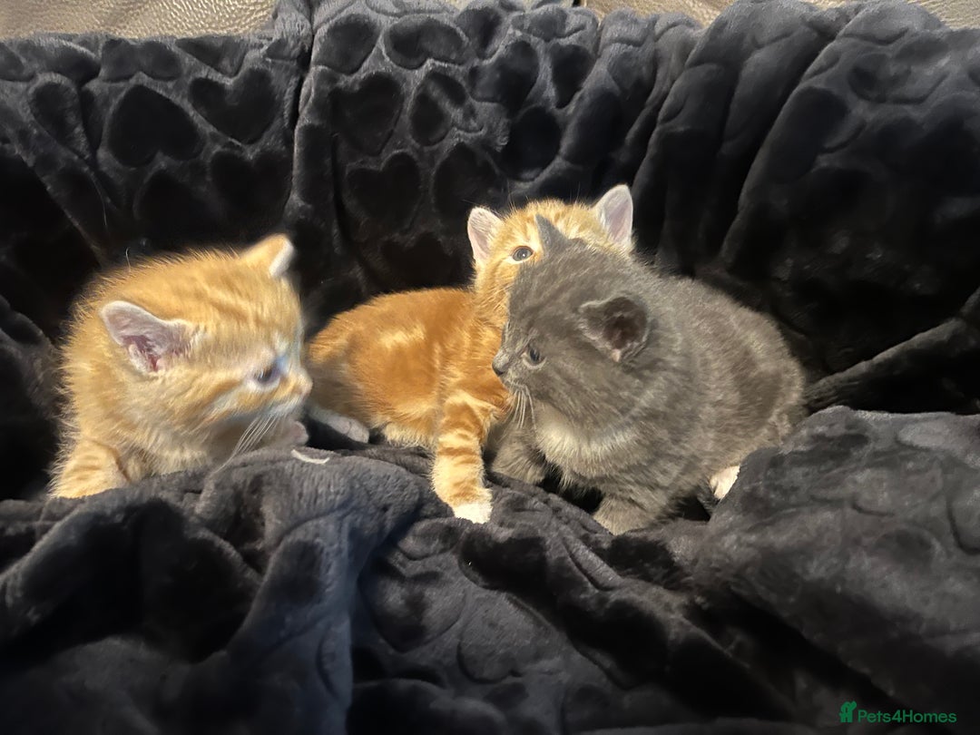 British Shorthair cats for sale: British short hair x - Image 16