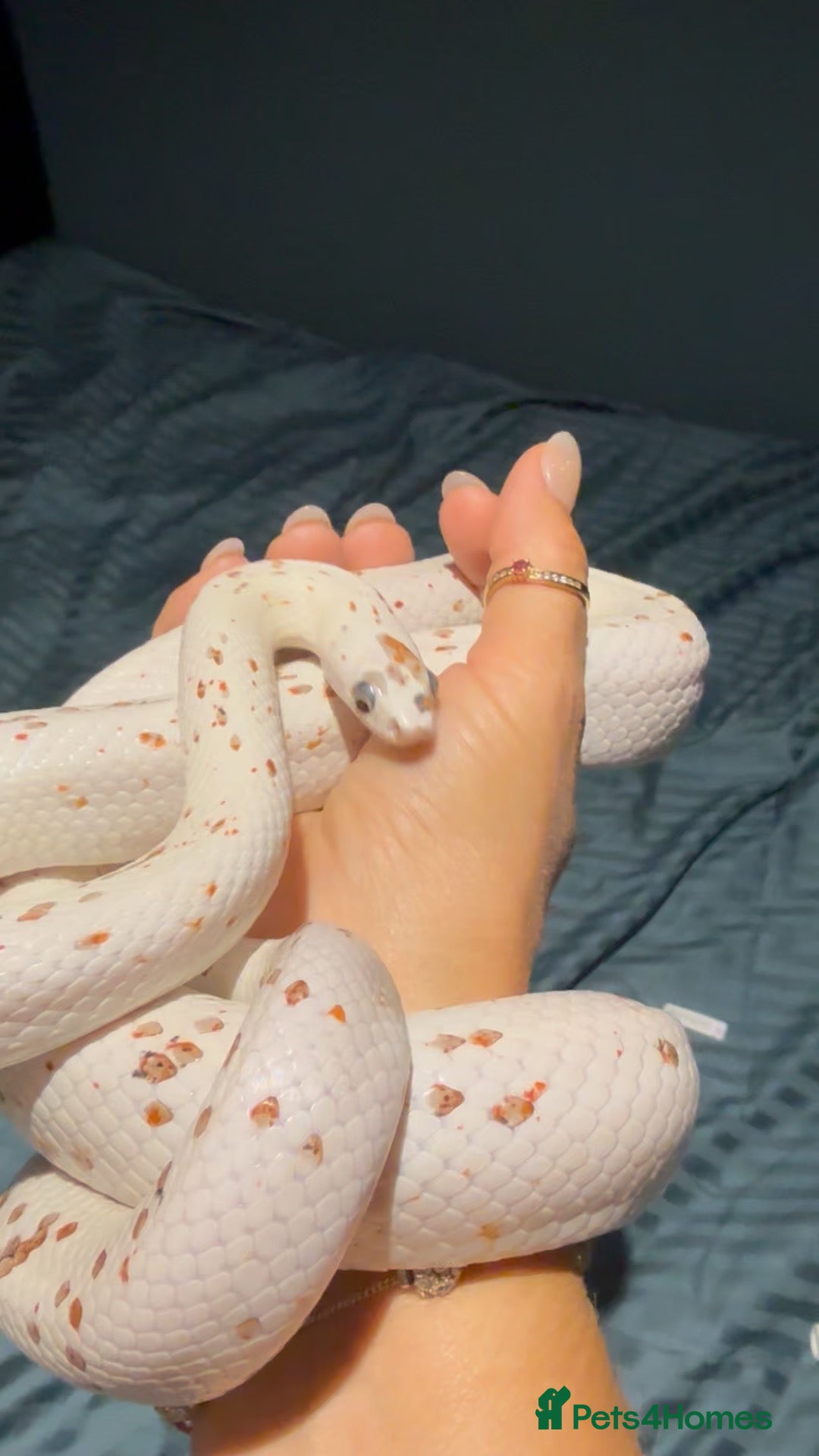 Corn Snake reptiles for sale: Rare Palmetto Corn Snake - Image 4