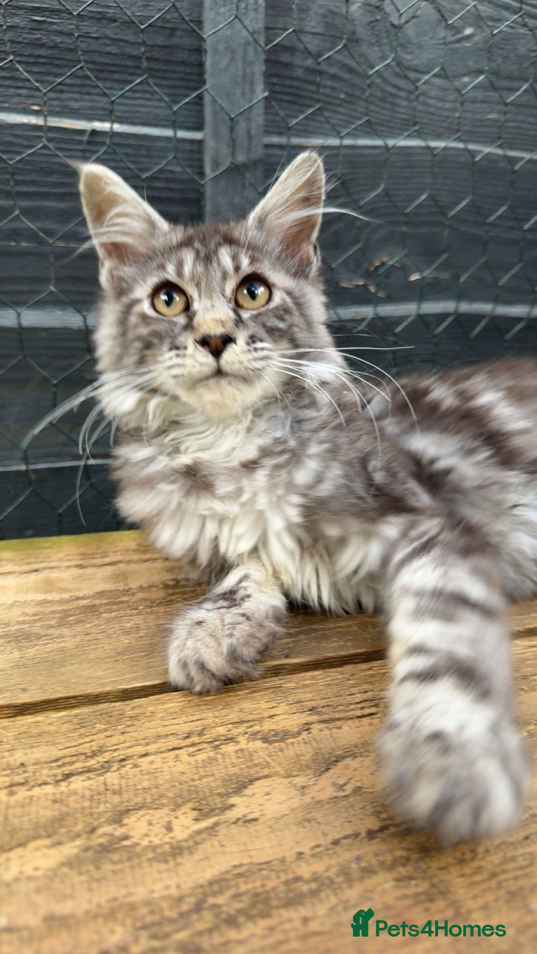 Maine Coon cats Ready now affectionate TICA female  - Advert 21