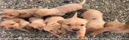 Labrador Retriever dogs for sale: 8 beautiful Labrador puppies for sale  in Bury Saint Edmunds - Advert 5