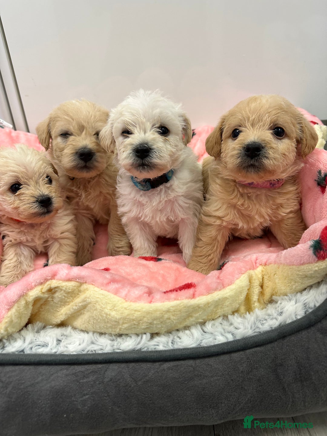 Mixed Breed dogs for sale: Westiepoo puppies - Advert 4