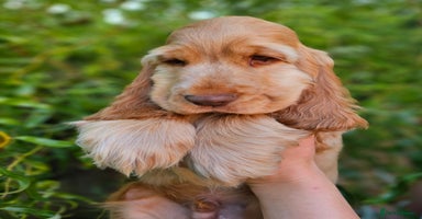 Cocker Spaniel dogs in Dereham - Advert 11
