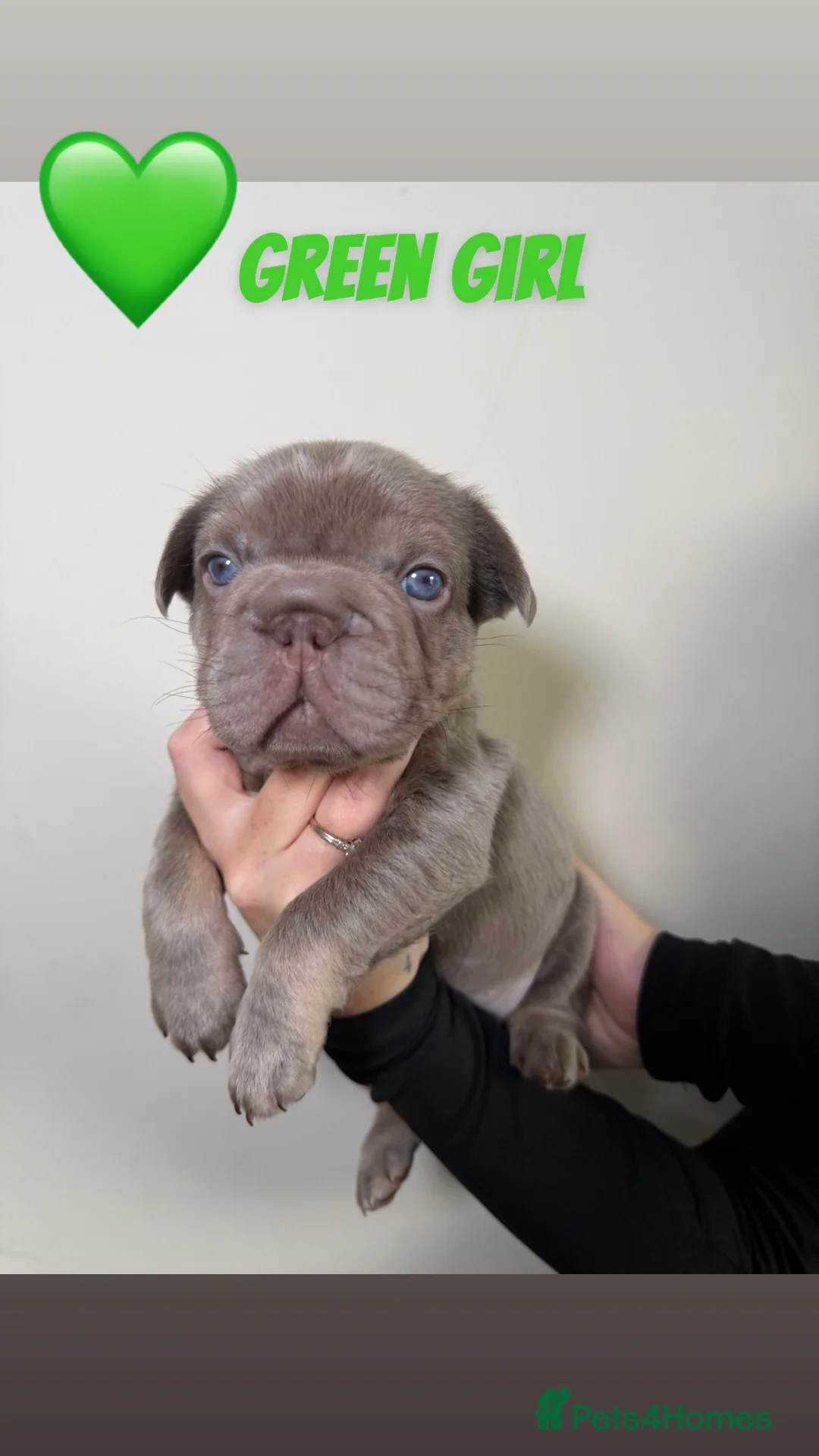 French Bulldog dogs for sale: French bulldog  - Advert 12