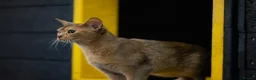 Abyssinian cats for sale: Everybody’s favourite 🤍 - Advert 6