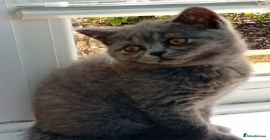 British Shorthair cats - Advert 5