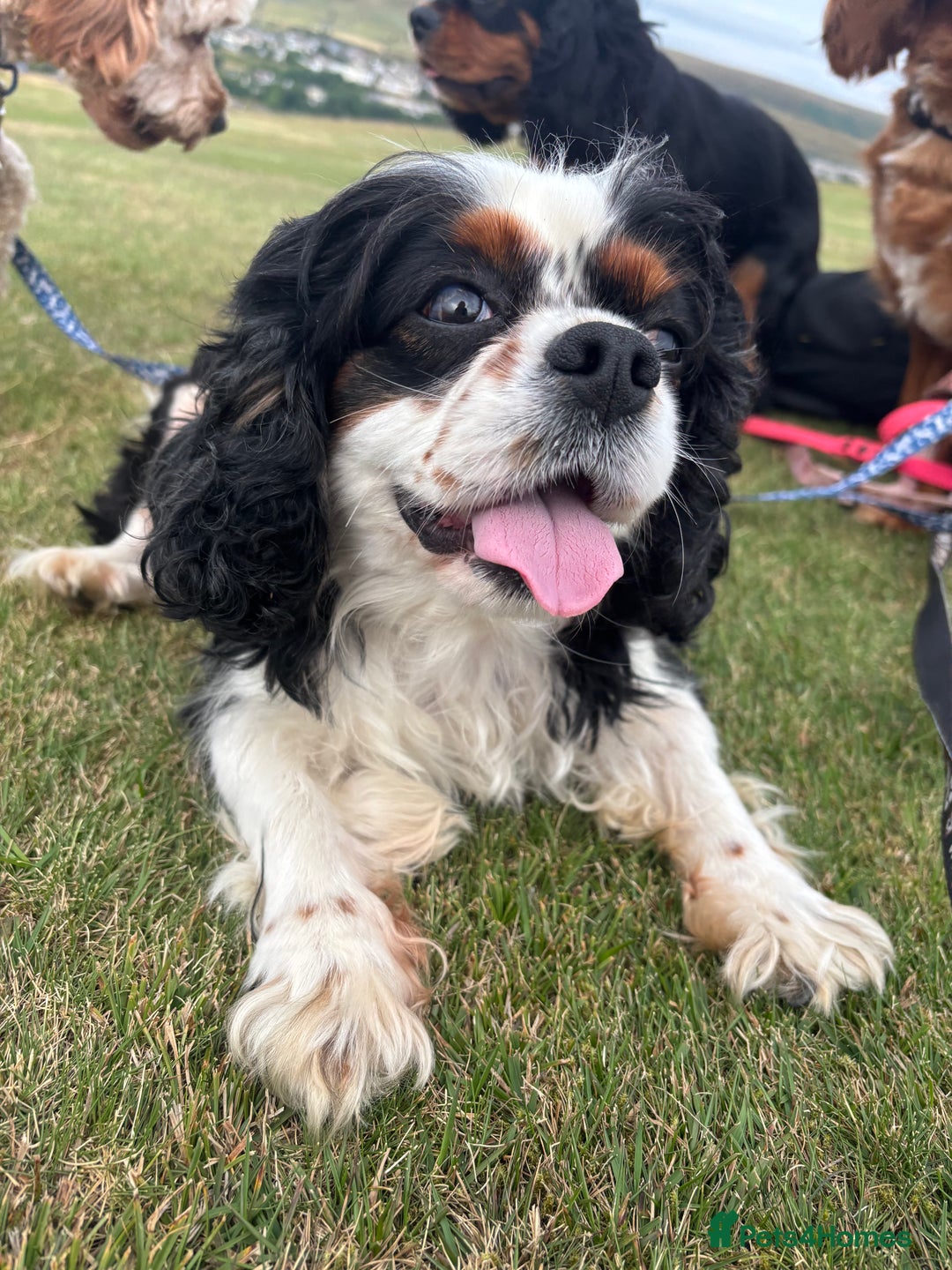 Cavapoo dogs for sale: Gorgeous male cavapoo puppies  - Image 12
