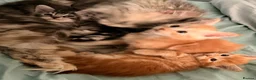 Maine Coon cats for sale: 3 x beautiful Mainecoon kittens in Colchester - Advert 17