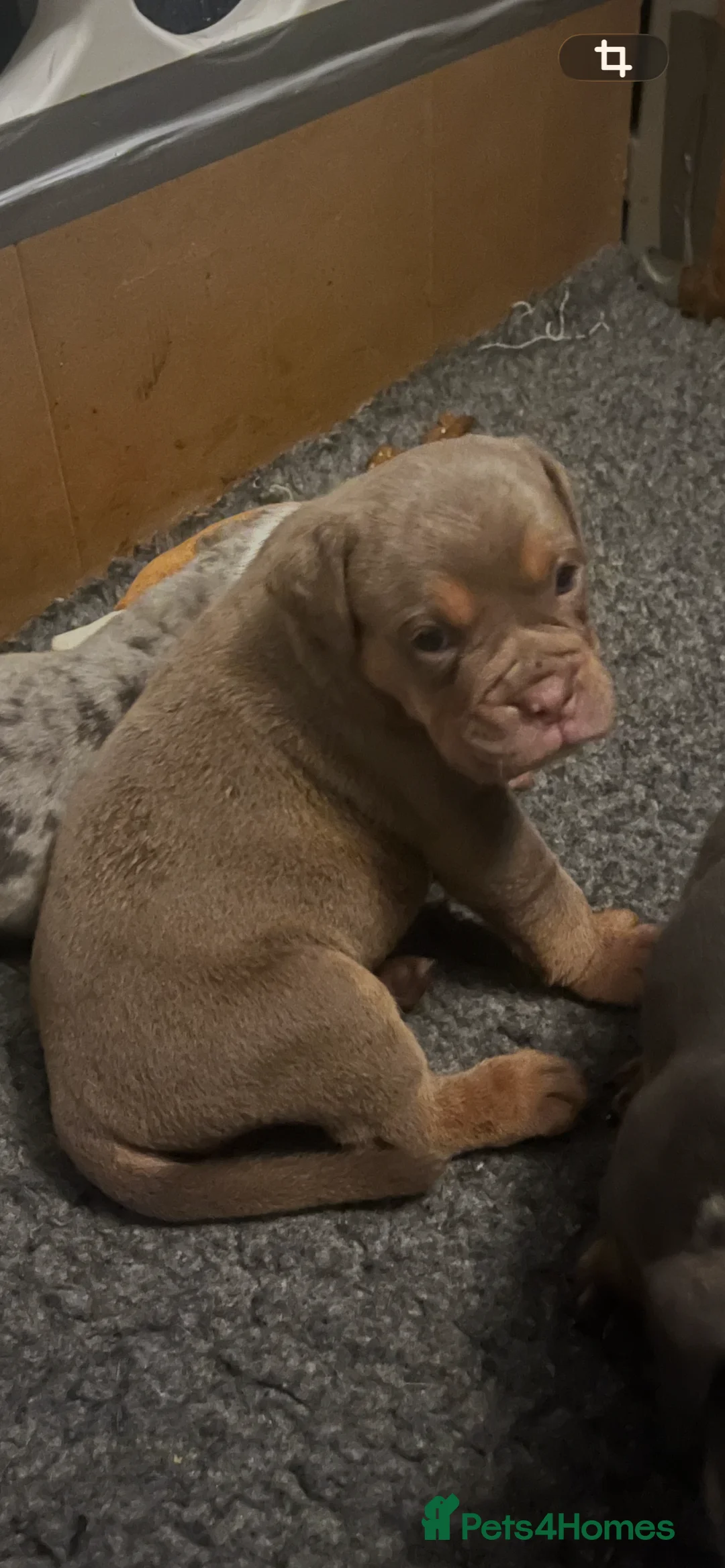 Olde English Bulldogge dogs for sale: Beautiful litter  - Advert 2