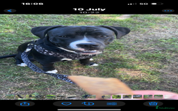 Mixed Breed dogs for sale: 2 male 1 female dog for sale - Image 1