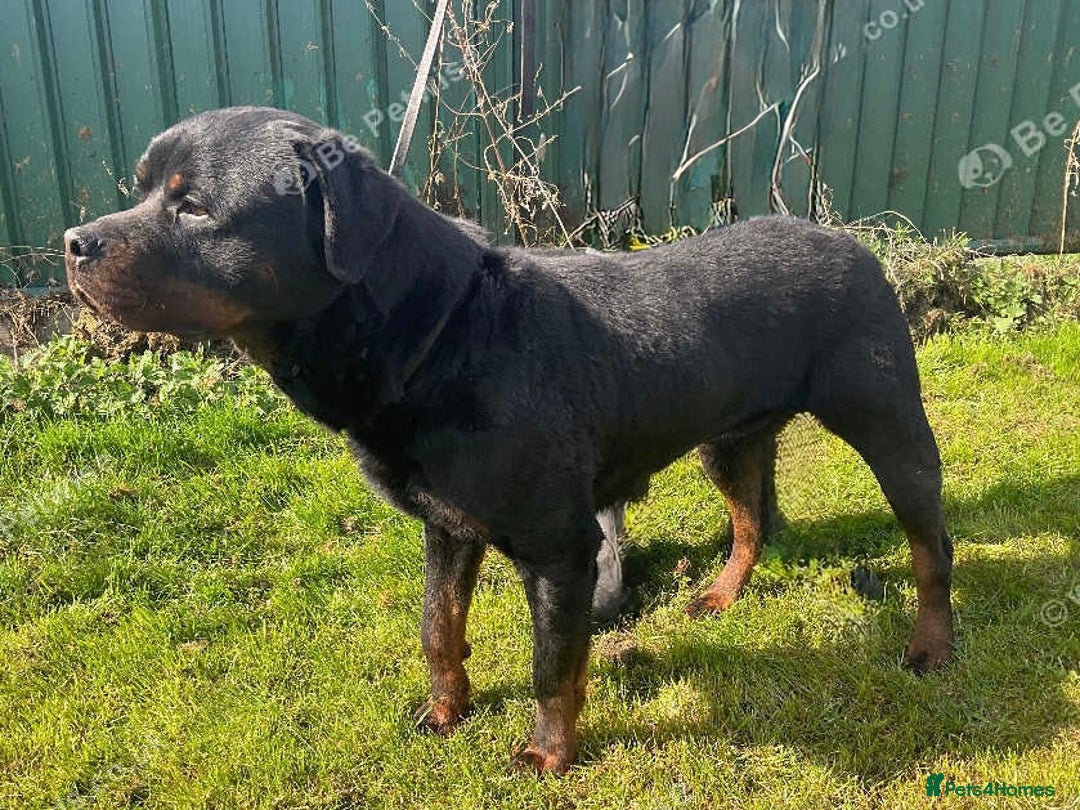 Rottweiler dogs for sale: Falconsnest (IMP BEL) Rottweiler Male - Image 6