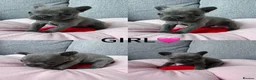 French Bulldog dogs for sale: Beautiful French Bulldog Puppies Available in Leicester - Advert 5