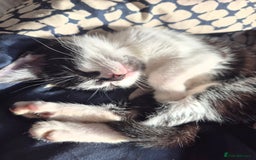 Domestic Shorthair cats for sale: 2 sisters left looking for a loving home - Advert 6