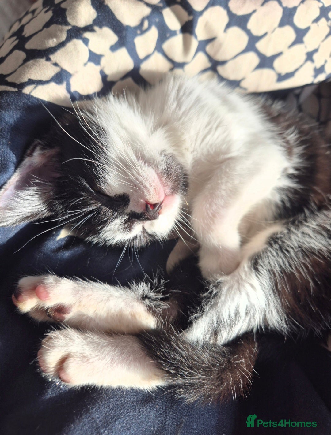 Domestic Shorthair cats for sale: 2 sisters left looking for a loving home - Advert 6