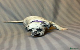 Dalmatian dogs for sale: Ready to Home Dalmatian Puppies  - Image 20