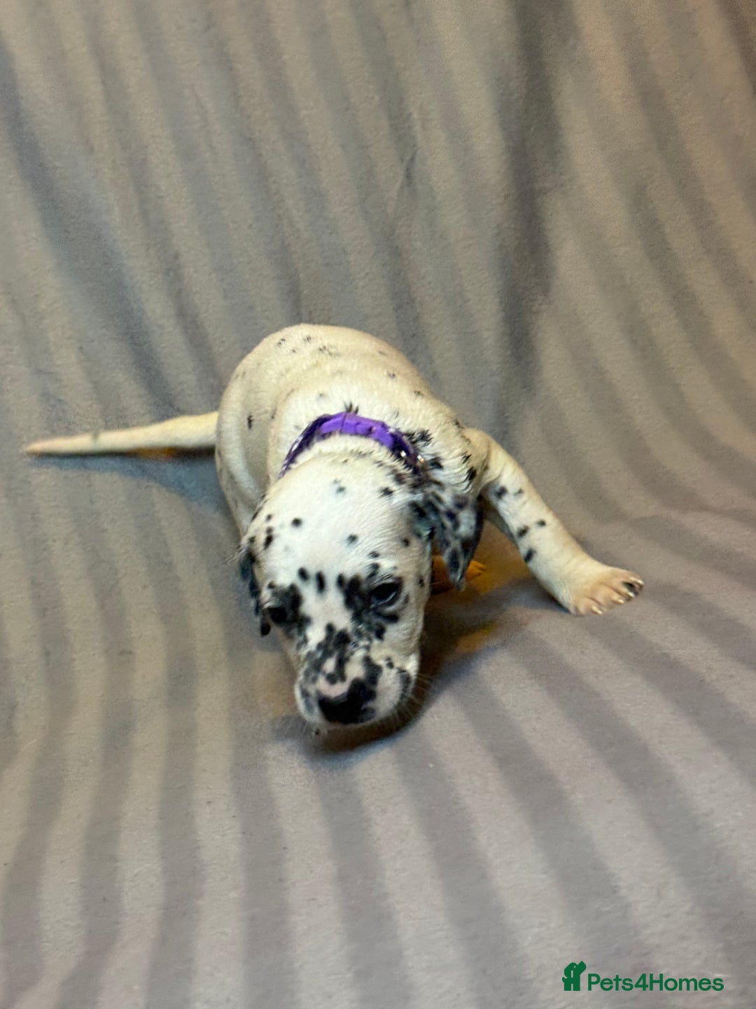 Dalmatian dogs for sale: Ready to Home Dalmatian Puppies  - Image 20