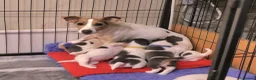 Jack Russell dogs for sale: 7 gorgeous blue tri Mini Jack Russell's for sale  - Advert 21