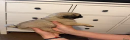 Pug dogs for sale: Pug baby girl for sale  in Swansea - Advert 7