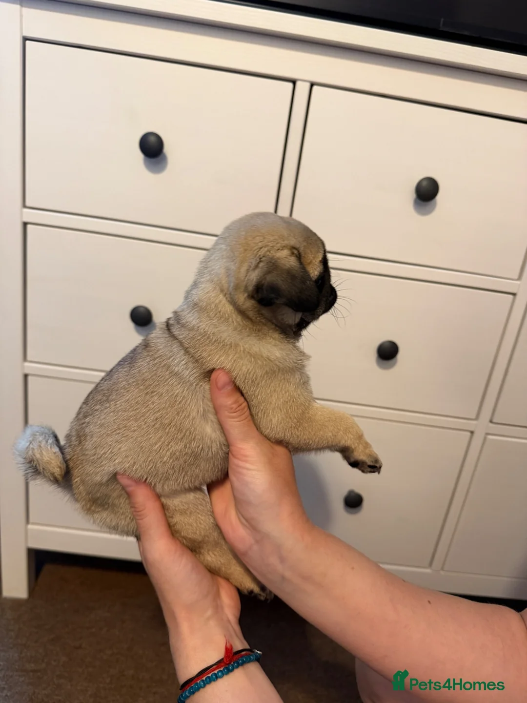 Pug dogs for sale: Pug baby girl for sale  in Swansea - Advert 7