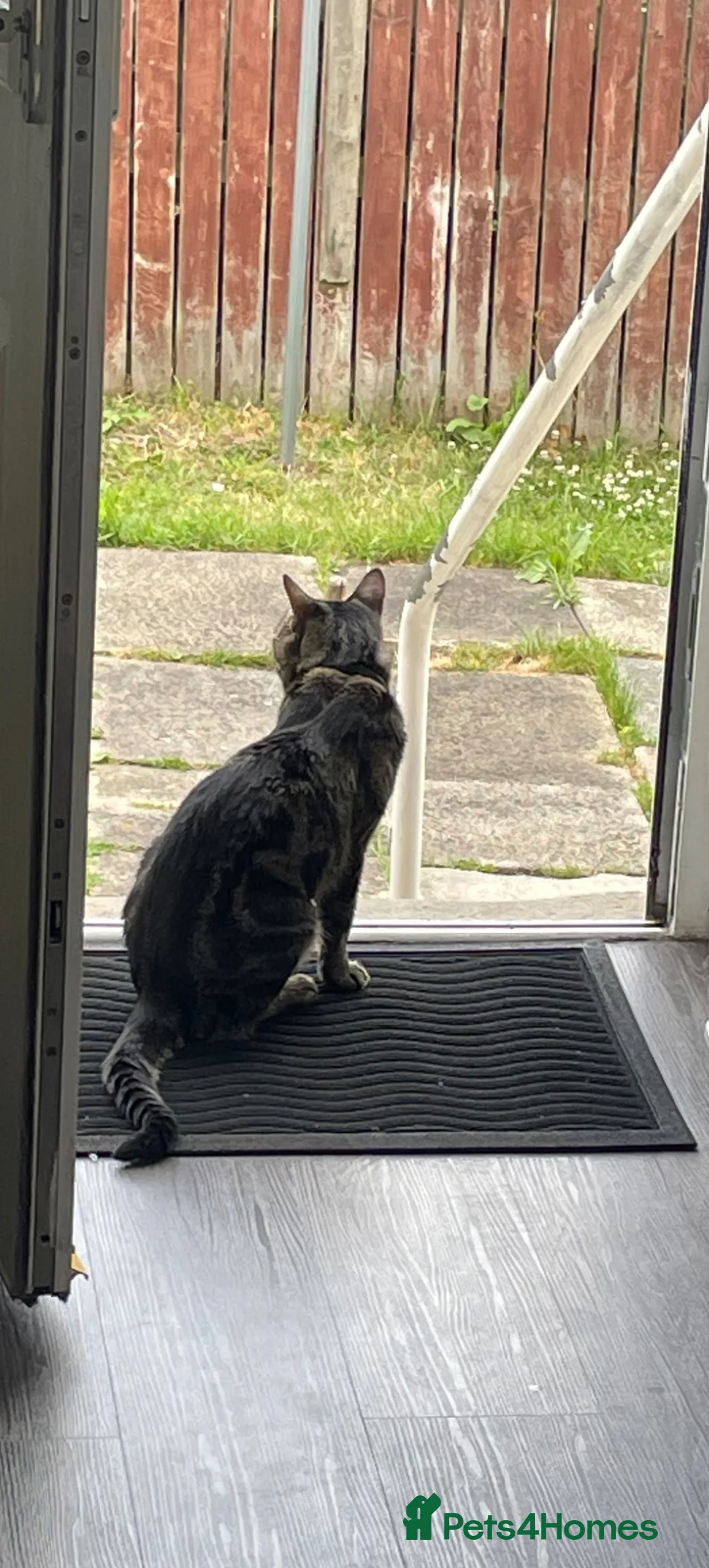 Domestic Shorthair cats for sale: Dougie male cat - Advert 5
