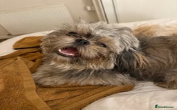 Shihpoo dogs for sale: Beautiful Shihpoo puppies  - Image 15