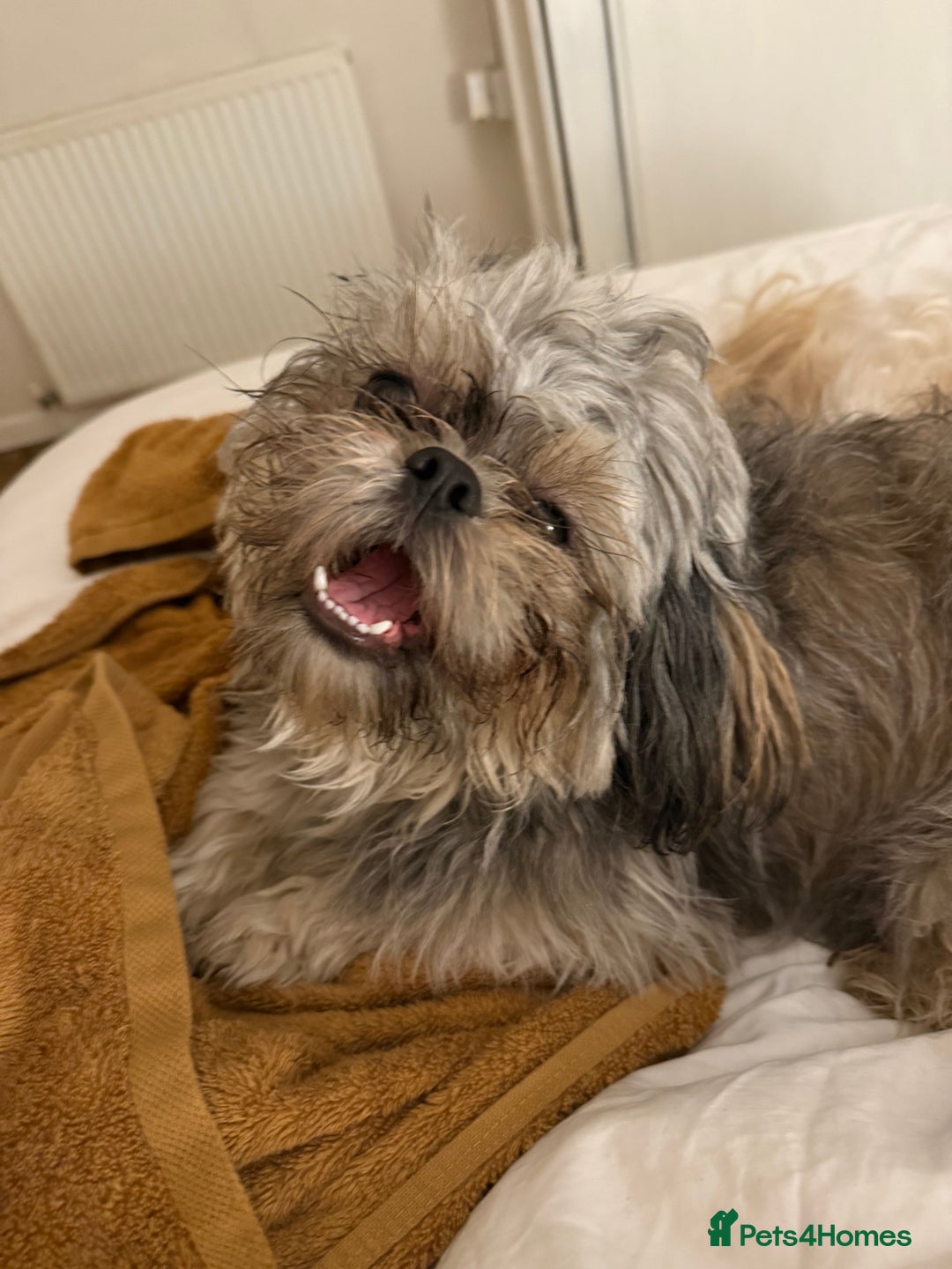 Shihpoo dogs for sale: Beautiful Shihpoo puppies  - Image 15