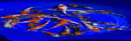 Koi Carp fish for sale: Koi carp in Middlesbrough - Advert 1