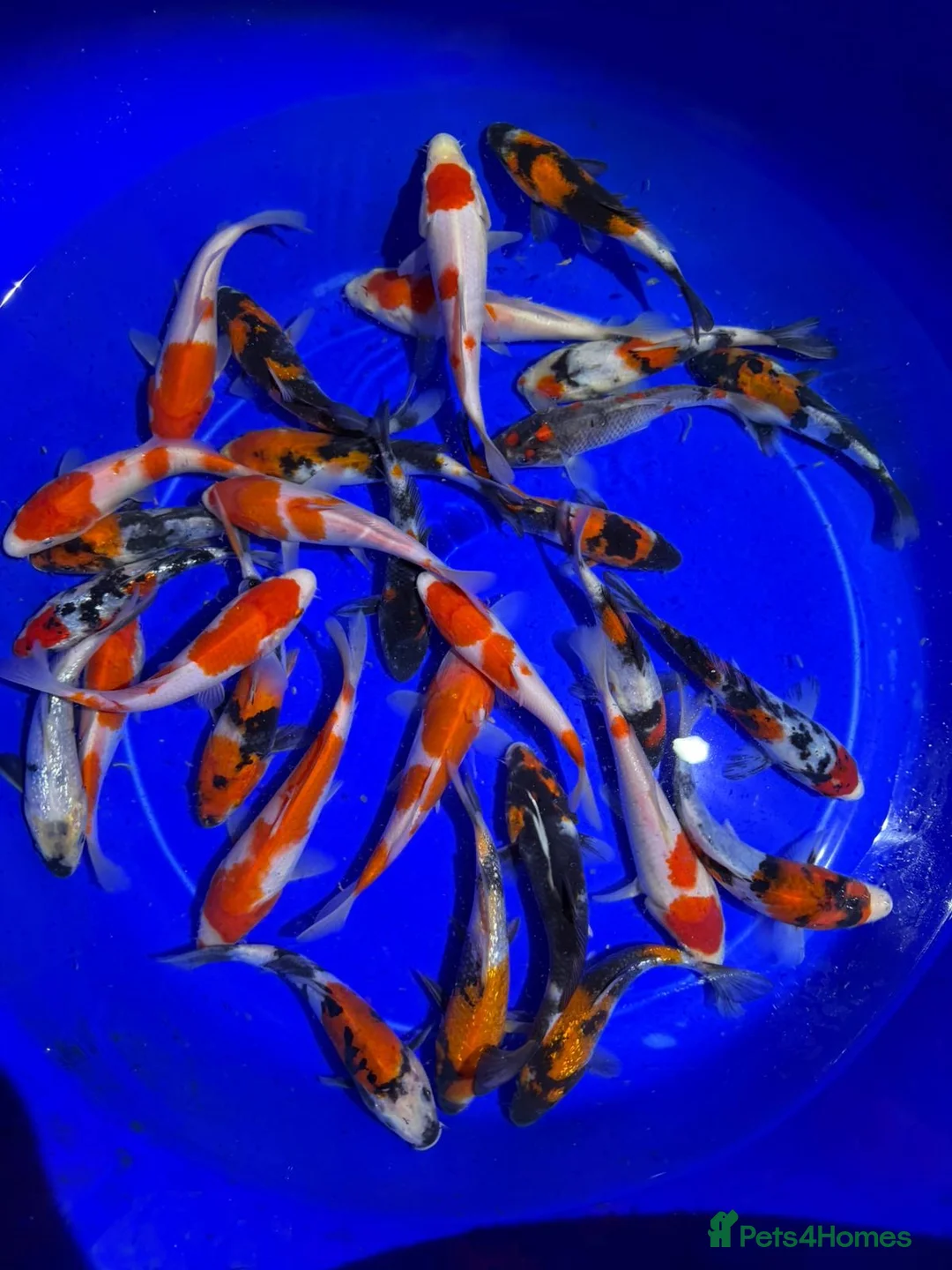Koi Carp fish for sale: Koi carp in Middlesbrough - Advert 1
