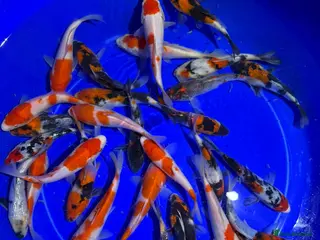 Koi Carp fish Koi carp - Advert 3