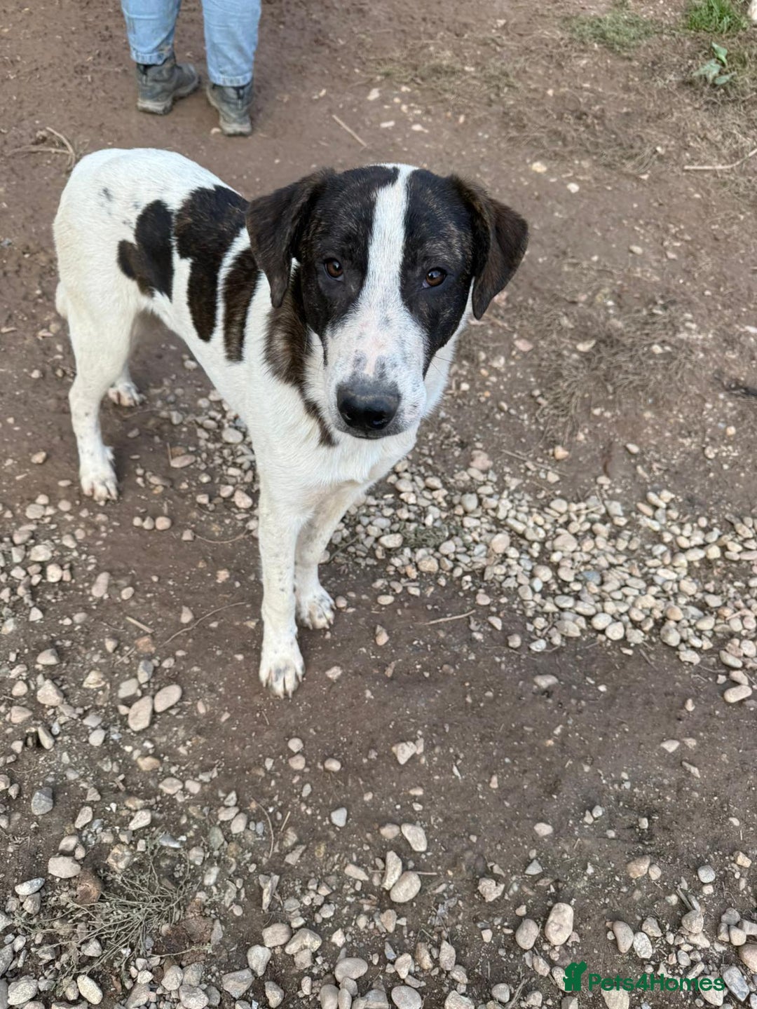 Mixed Breed dogs for adoption: MJ is looking for a family  - Advert 9