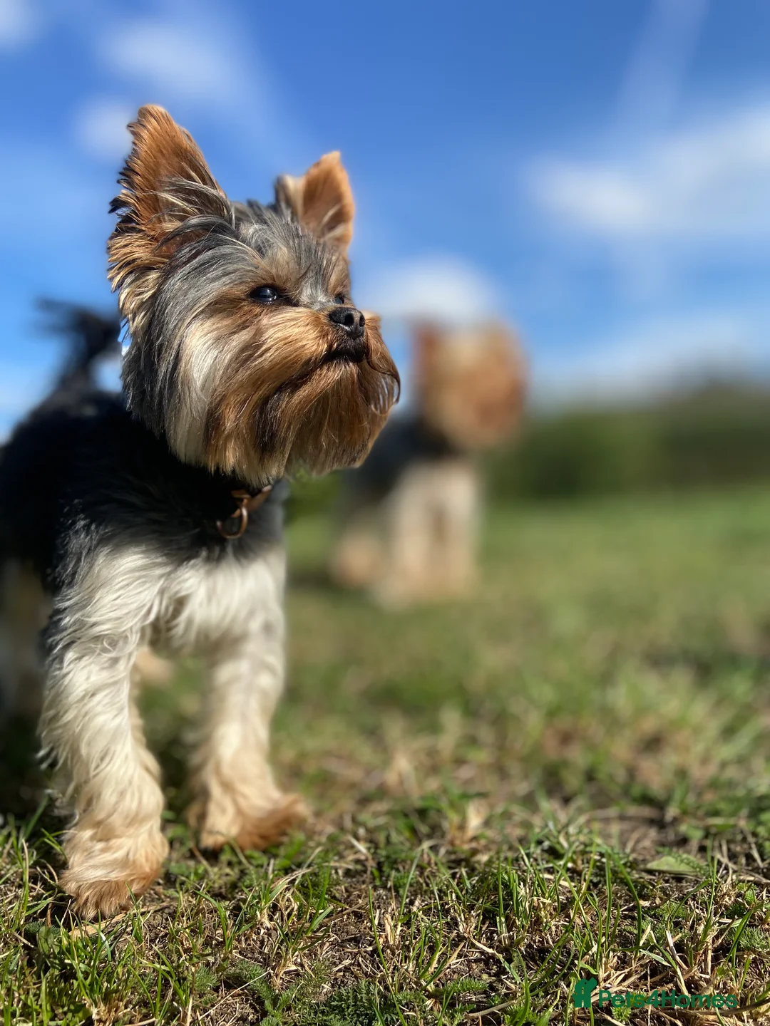 Yorkshire Terrier dogs for stud: Rocky in Hornchurch - Advert 9