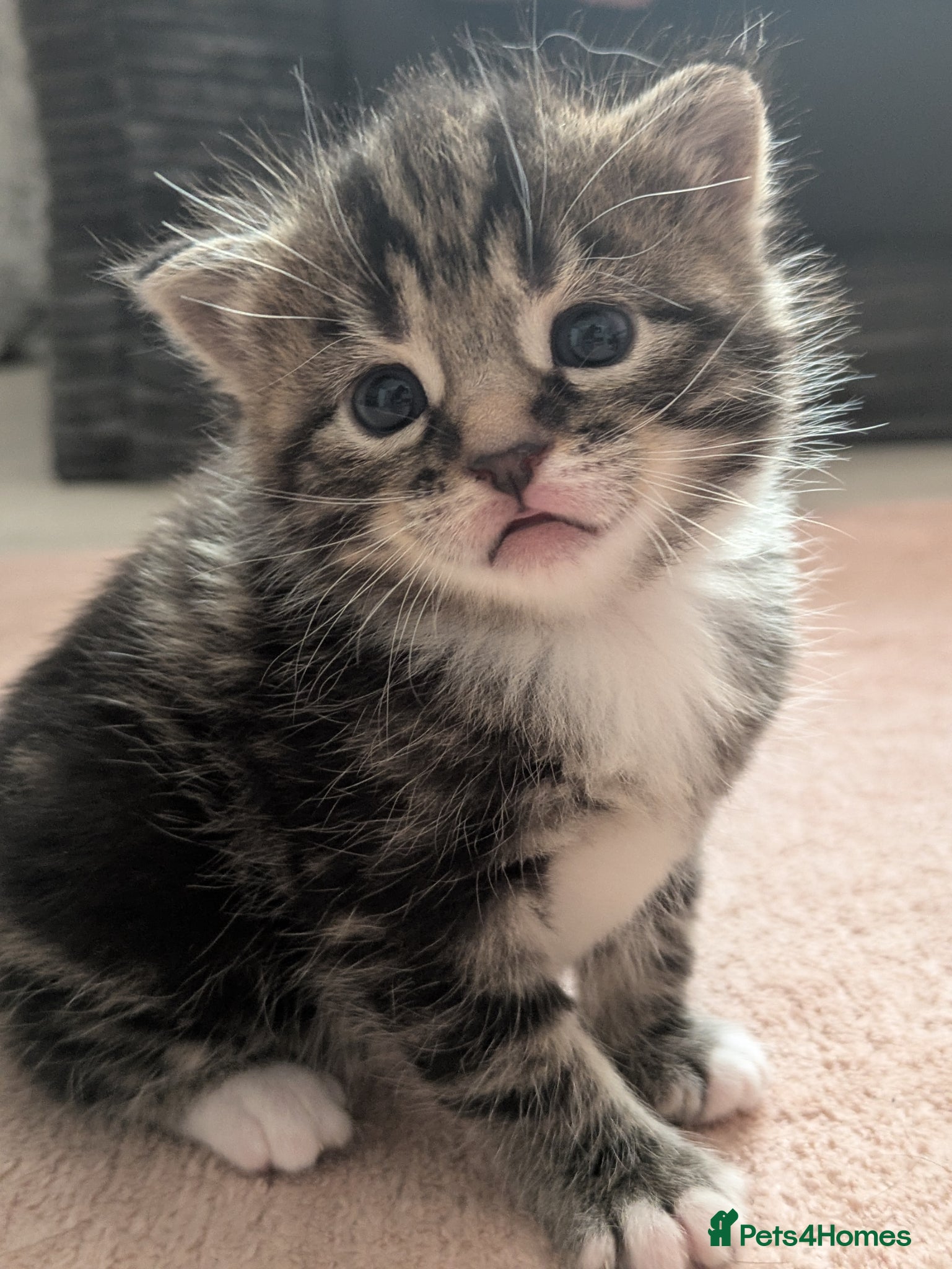 Mixed Breed cats Beautiful American short hair cross Kittens - Advert 6