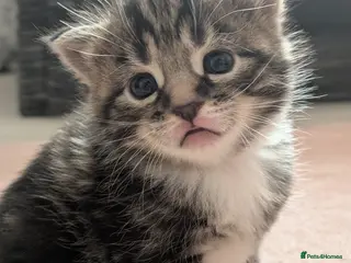 Mixed Breed cats Beautiful American short hair cross Kittens - Advert 6