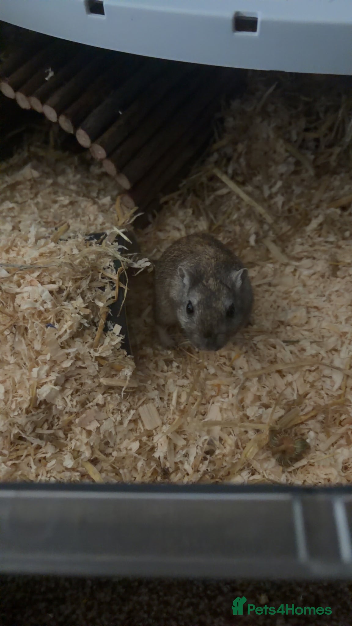 Gerbil rodents for sale: Two female gerbils. in Liversedge - Advert 8