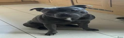 Staffordshire Bull Terrier dogs for sale: Champs Bloodline Blue Staffordshire Bull Terrier - Advert 8