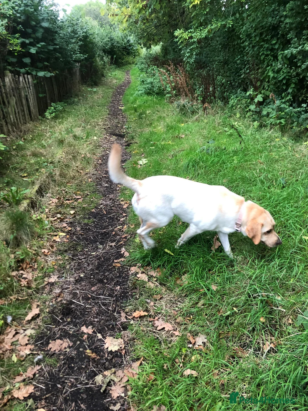 Labrador Retriever dogs for stud: Stud Labrador  - Advert 5