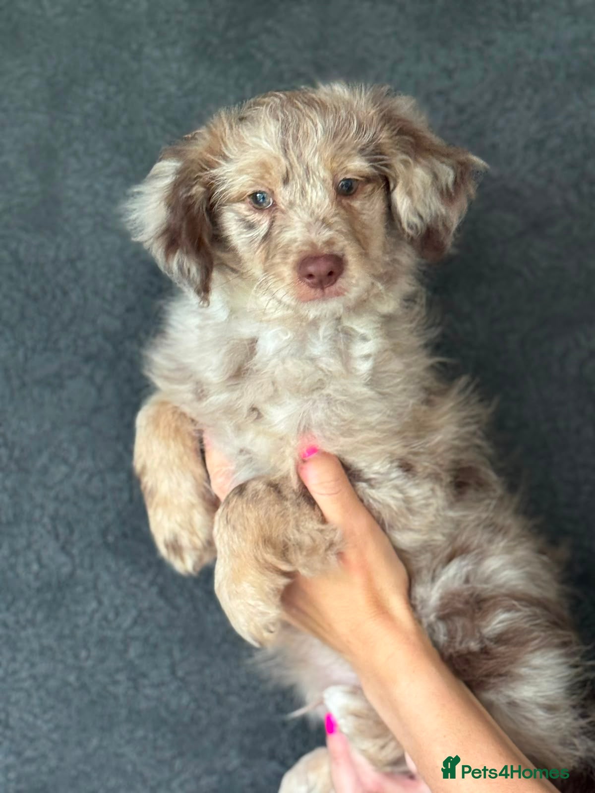 Aussiedoodle dogs 🐾 NOW 2 AVAILABLE  🐾  - Advert 2
